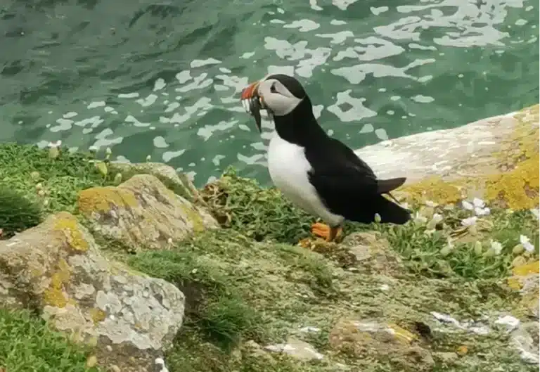 Puffin standing on a rocky cliff with fish in its beak beside the sea.